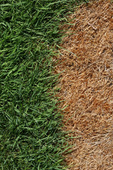 Brown and Green Grass