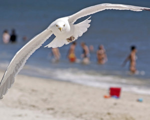 Seagull Soaring over Beach