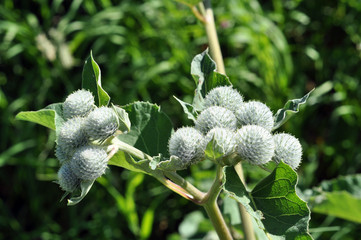 burdock