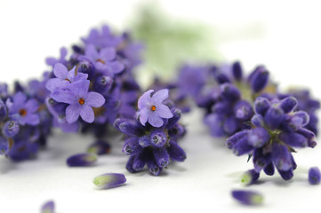 Lavendelblüten
