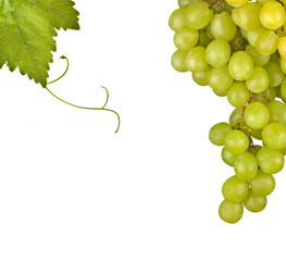 Grapevine isolated on white background