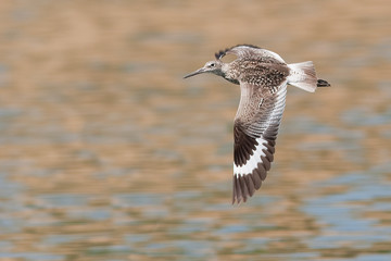 Sandpiper in Flight