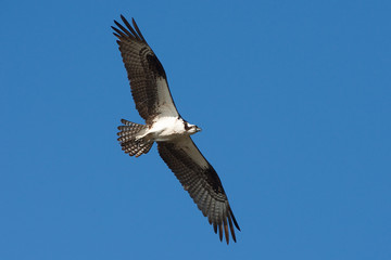 Blue Sky Osprey