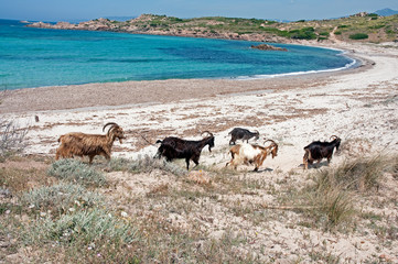 Naklejka premium Troupeau de chèvres en Corse