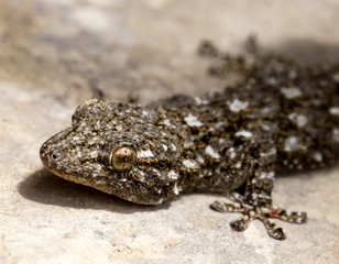 Tarentola Mauretanica