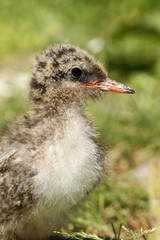 Fototapeta premium Baby tern