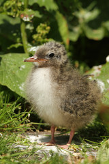 Baby tern