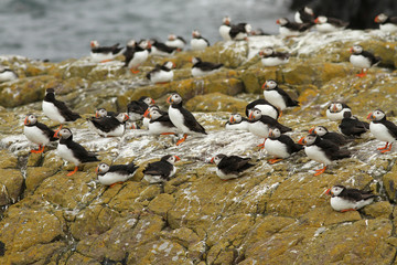 Group of puffins