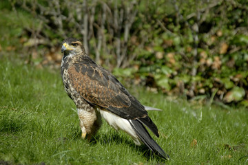 Aguila americana