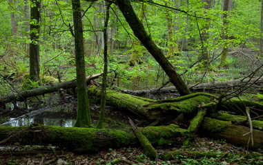 Moss covered broken alder trees lying in water