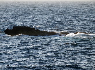 Fototapeta premium Crocodile Rock