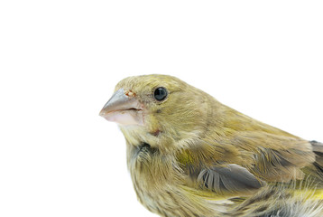 Greenfinch