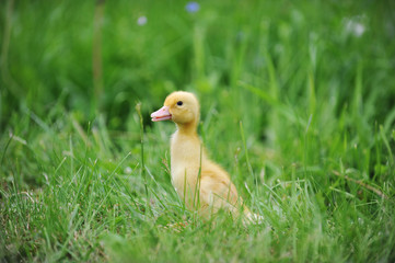 duckling on green grass