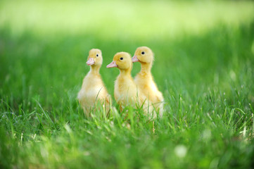 three fluffy chicks