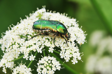 Bronze beetle