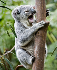 koala