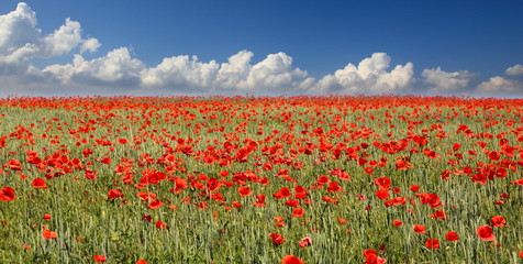 red poppies