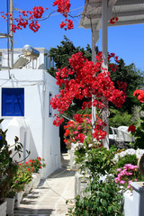 Garten in der Altstadt von Mykonos