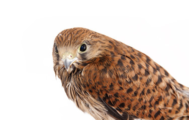 Falcon