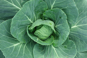 Obraz premium Cabbage