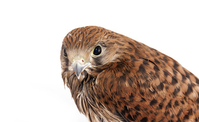 Falco tinnunculus