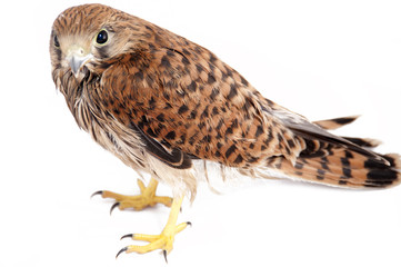 Falco tinnunculus