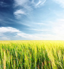 Obraz premium Wheat