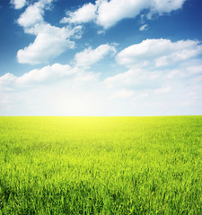 Fototapeta premium Meadow and grass