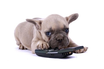 French Bulldog Baby & Mobil Phone
