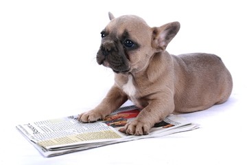 French Bulldog Baby & Newspaper