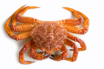 crab (Erimacrus isenbeckii )