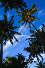 coconut trees couple