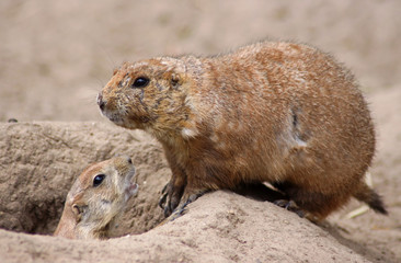 Präriehunde, Cynomys