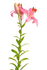 Pink lilies,isolated.