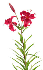 Red lilies, isolated.