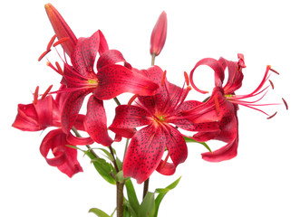 Red lilies.