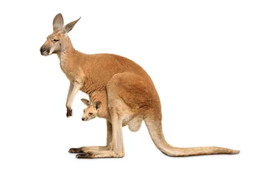 Fotobehang Kangoeroe Vrouwelijke kangoeroe met welp op wit