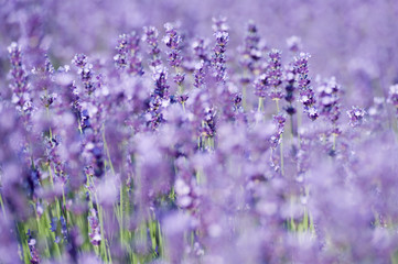 Lavendel