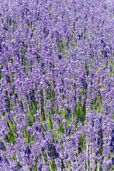 Lavendel