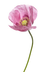 Obraz na płótnie Canvas Różowy Fioletowy Poppy
