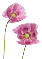Naklejka premium Pink Purple Poppies