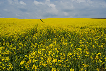 Obraz premium Rapsfeld