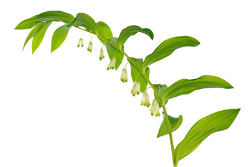 garden lily-of-the valley