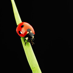 ladybug isolated on black