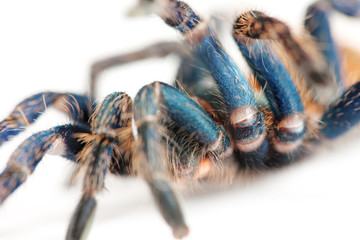 beautiful spider