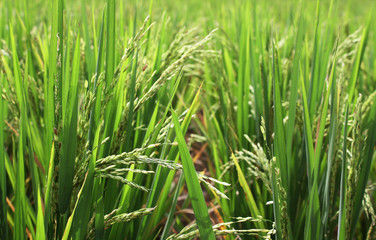 Paddy Field