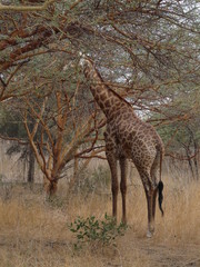 Girafe en afrique