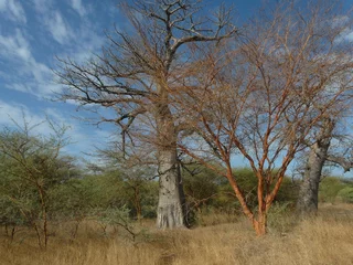Aluminium Prints Baobab Terre d'Afrique