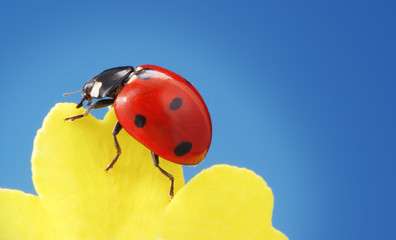 ladybird