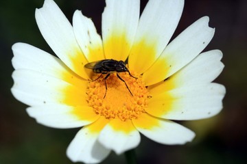Blüte weiss gelb mit Biene